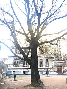 Ecole des Beaux-Arts