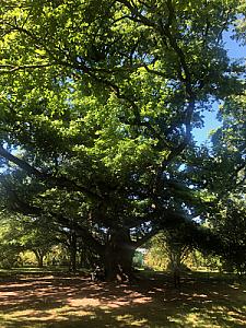 Avenue de la Paix 2019-05-31_15-49-08