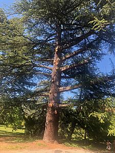 Avenue de la Paix 2019-05-31_15-54-47