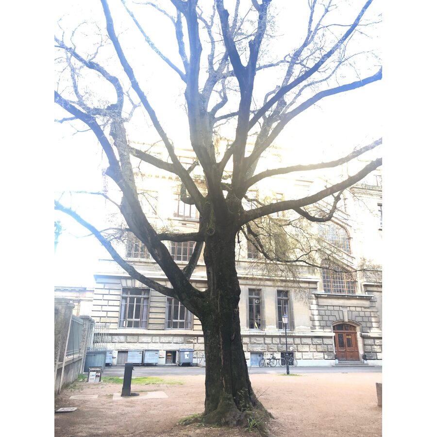 Ecole des Beaux-Arts