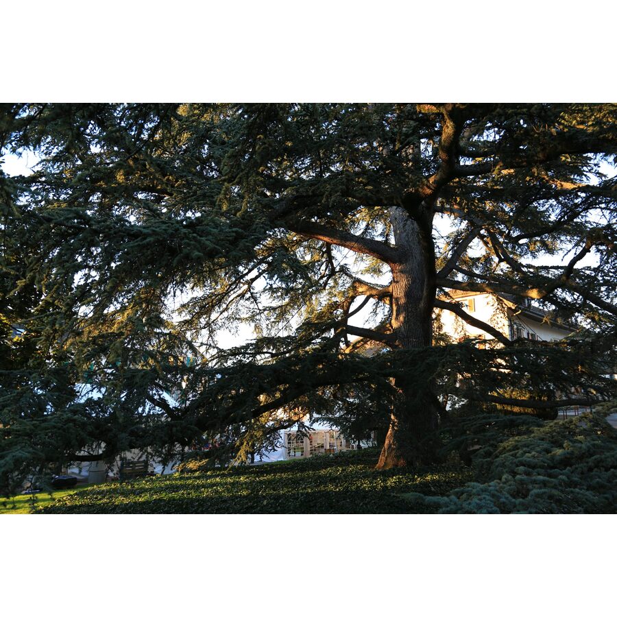 Parc des Délices (Grand-Saconnex)