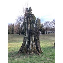 2019-03-03_17-31-36