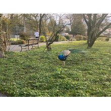 IMG_1293