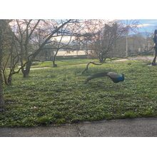 IMG_1292