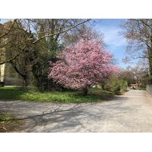 2019-04-01_11-29-40