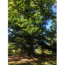 Avenue de la Paix 2019-05-31_15-49-08