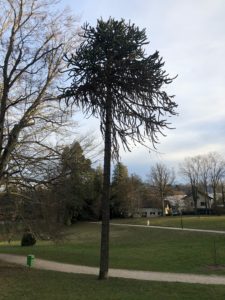2019-03-03_17-29-21