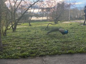 IMG_1292