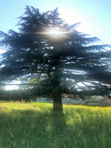 2019-05-31_18-03-45