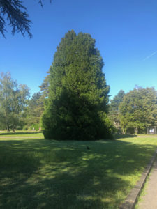 Avenue du Cimetière 2019-05-31_17-50-12