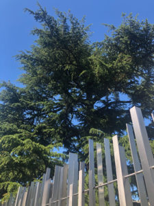 Rue de Lausanne 2019-05-31_16-30-42