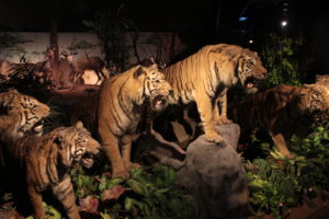 Muséum d’histoire naturelle